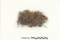 藏品(羽苔屬)的圖片